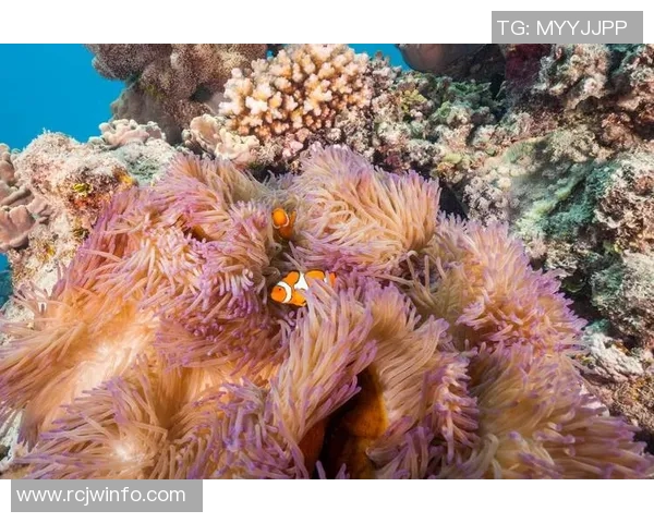 探索阿拉巴的文化魅力与自然风光，感受多元融合的独特魅力与人文底蕴