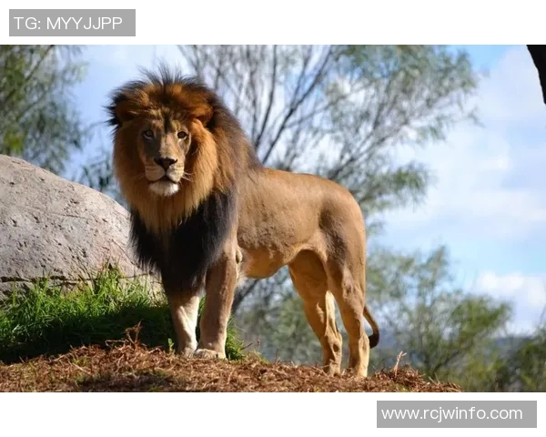 雄性美洲虎与雄狮的巅峰对决谁才是丛林之王的真正霸主 雄性美洲虎与雄狮的巅峰对决谁才是丛林之王的真正霸主